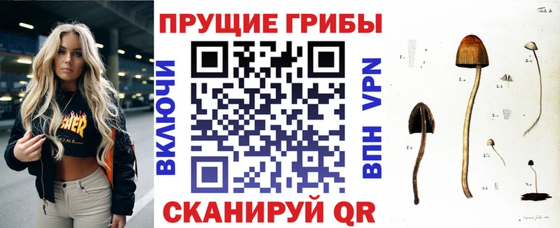 купить  сайты  Кущёвская  Псилоцибиновые грибы мицелий 